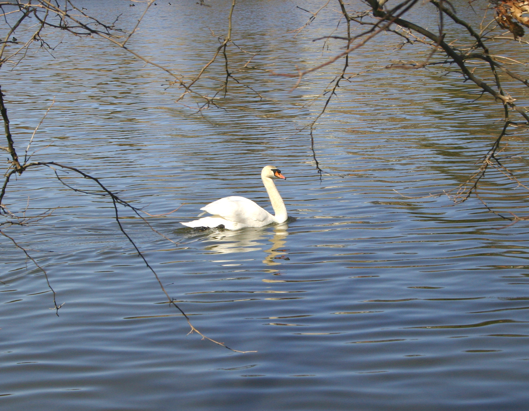 Swan at Lake Whetstone