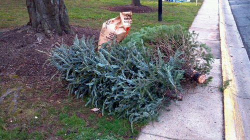 Christmas-Tree-Recycling