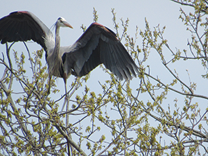 great-blue-heron-2---Jeannie-Pizzonia-CMYK-WEB